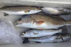 Fishing for Trout in Galveston